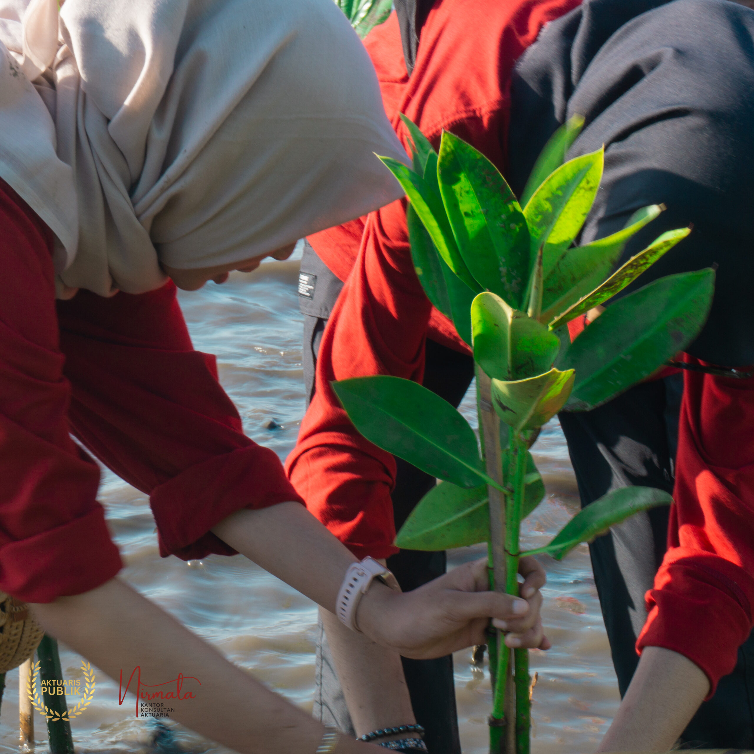 CSR Penanaman 1000 Mangrove Tumbuh Bersama KKA Nirmala Komitmen ESG 10
