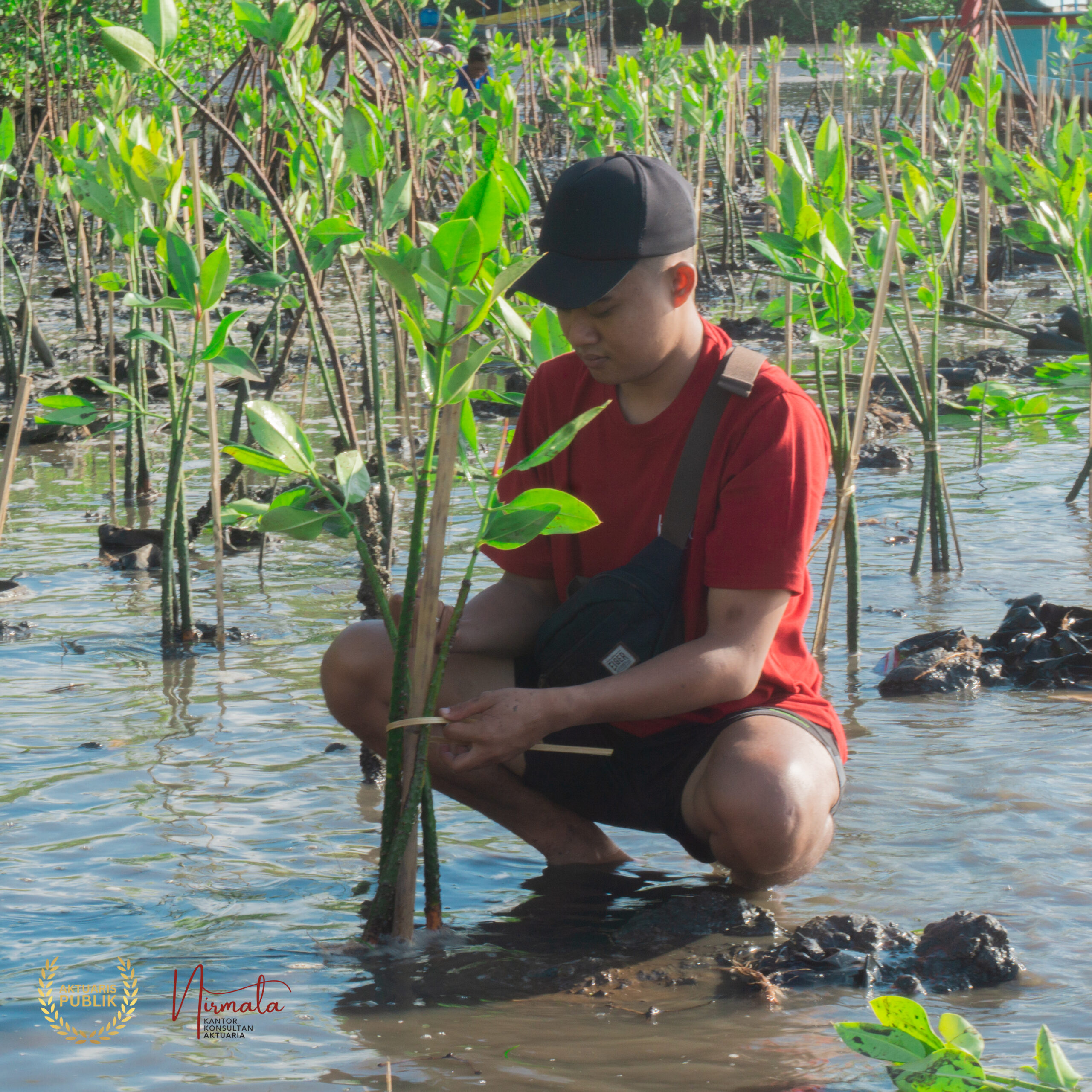 CSR Penanaman 1000 Mangrove Tumbuh Bersama KKA Nirmala Komitmen ESG 11