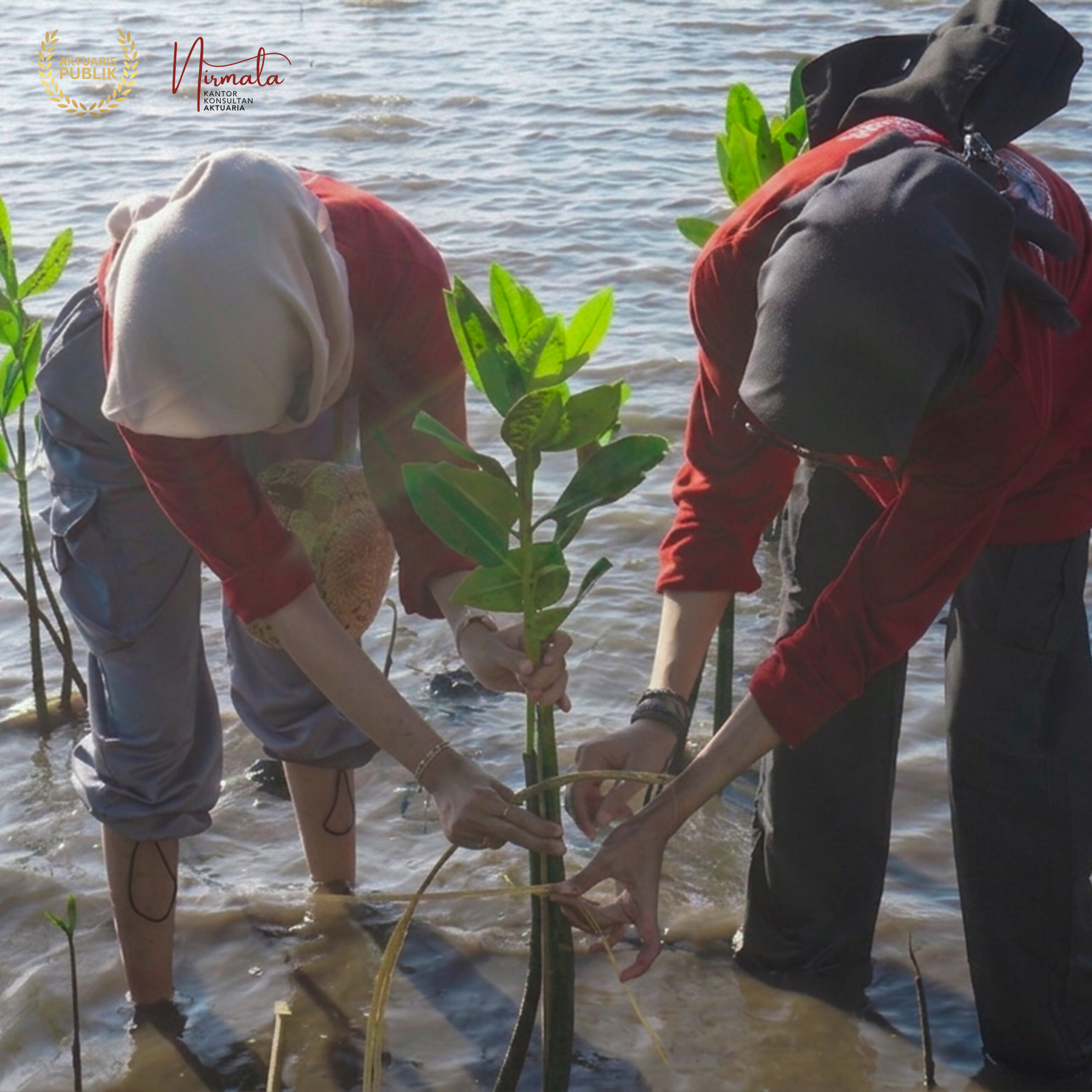 CSR Penanaman 1000 Mangrove Tumbuh Bersama KKA Nirmala Komitmen ESG 13